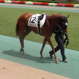 500万下パドック