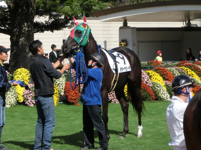 H26.10.13京都新馬戦パドック ラホーヤビーチ