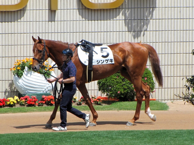 デビュー戦パドック シンゲキ