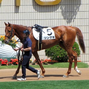 デビュー戦パドック