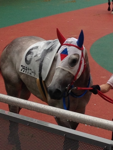 中京12R　小雨　稍重　3歳上500万下　芝1200 プラチナコード