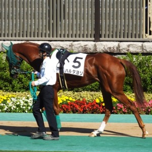 東京競馬場　２歳未勝利戦