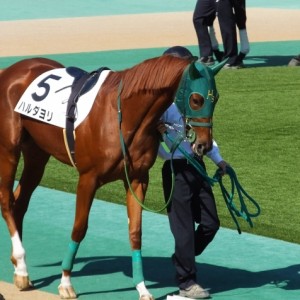 東京競馬場　２歳未勝利戦