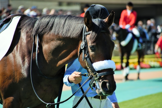 東京４Ｒ　２歳新馬 ペルセヴェランテ