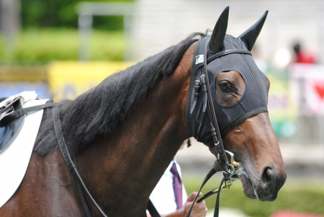 パドック騎乗前 レスペランス