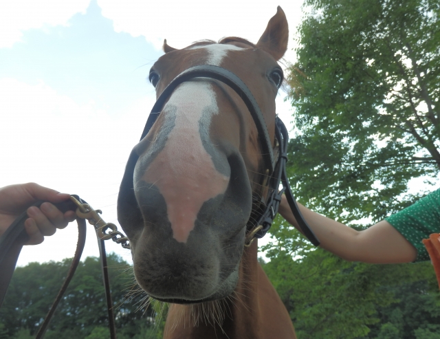 ノーザンファーム天栄 ネオルミエール