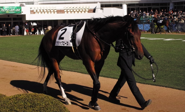 2015/01/10中山新馬戦パドック クラシックエース