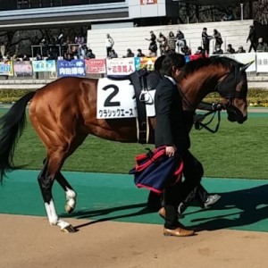 2月１日東京競馬場３歳未勝利戦パドック