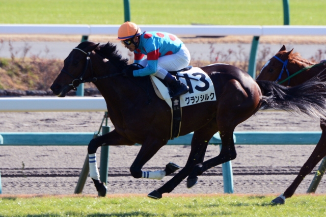 2歳未勝利 グランシルク