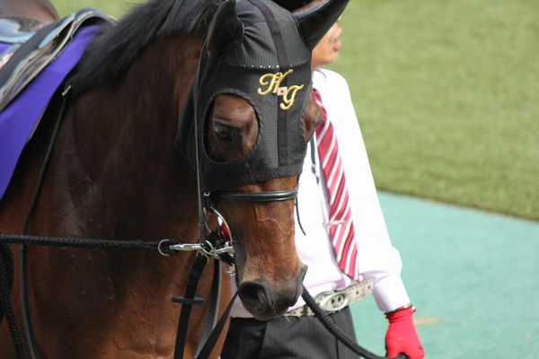 NHKマイルカップ　パドック グランシルク