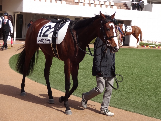 500万下パドック ジャポニカーラ
