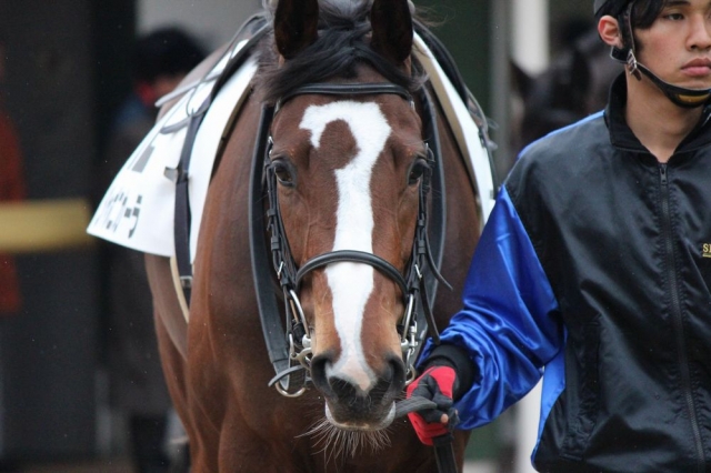 新馬戦パドック ジャポニカーラ