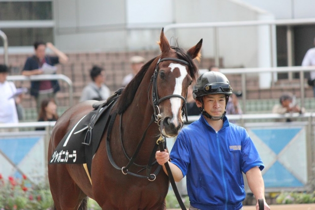 外房特別パドック ジャポニカーラ