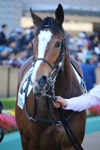 11月未勝利戦パドック アンジュデトワール