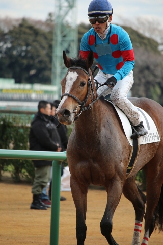 12月未勝利戦レース後 アンジュデトワール