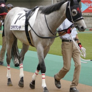 デビュー戦パドック2