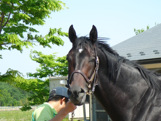 ノーザンファーム天栄　2 ブラックバゴ