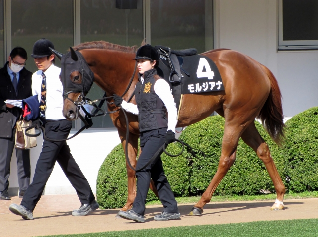 パドック モルジアナ