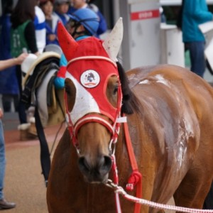 レース後の馬止め