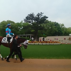 2015.05.23. 京都1R 3歳未勝利 No.2