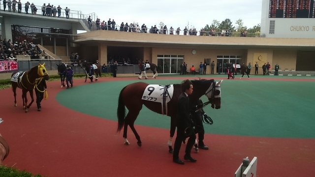 2015.12.06.中京2R 3歳上500万下 パドック2 ポリアフ