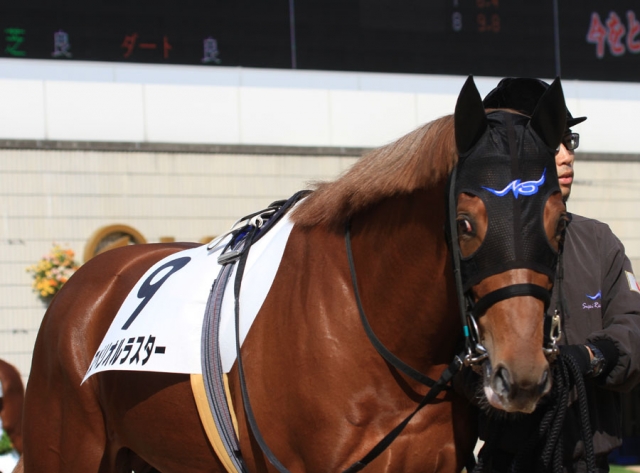 京都・新馬戦パドック スペリオルラスター