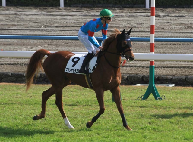 京都・新馬戦返し馬 スペリオルラスター