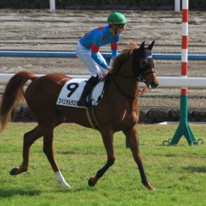 京都・新馬戦返し馬