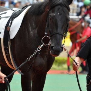 新馬戦パドック