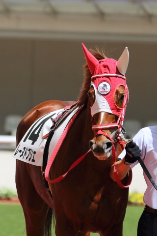 パドック レーヌドブリエ