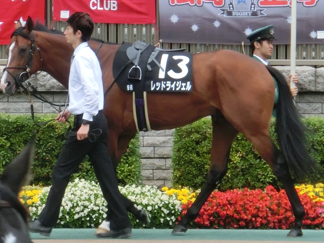 立冬特別優勝時パドック レッドライジェル