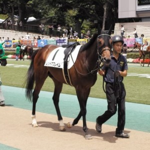 東京競馬場　パドック