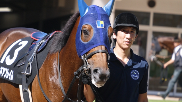 パドック レッドアフレイム