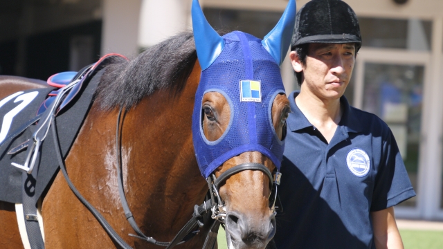 パドック レッドアフレイム