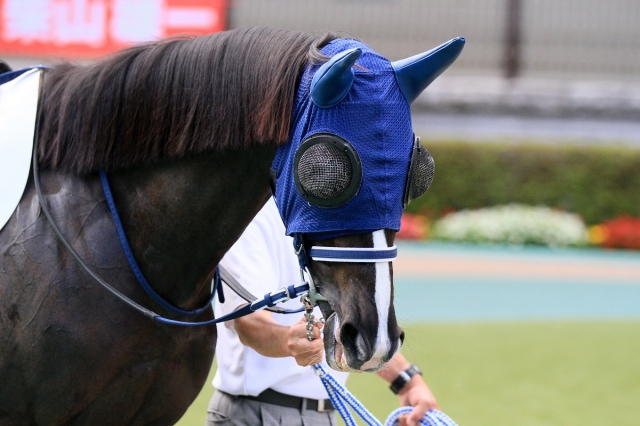 2017.6.3 東京12R 3歳上500万 レッドマジュール