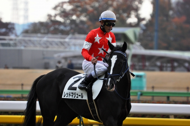 新馬戦 / 返し馬 レッドマジュール