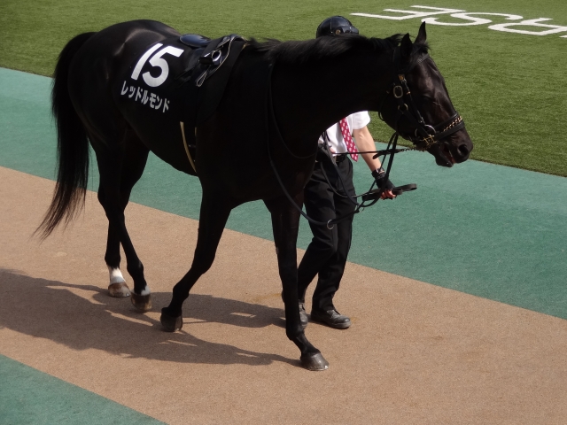 晩春ステークス　パドック レッドルモンド