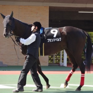 大寒桜賞パドック