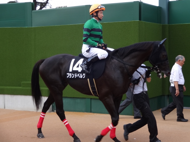 外房特別　はなみち ブランドベルグ