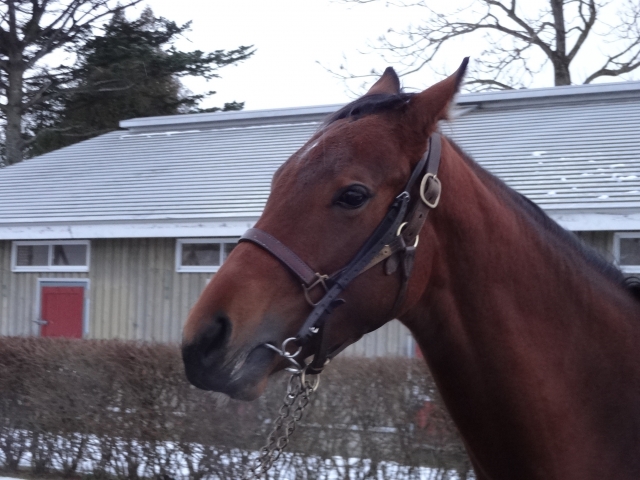 NF空港牧場 トゥルーストーリー