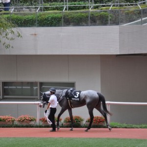 阪神１０R　芝２０００　パドック