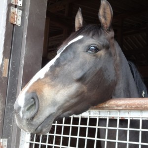 セグチＲＳイバラキ