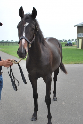 社台ブルーグラスＦにて エアリーチューン