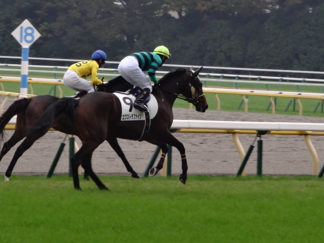 新馬戦返し馬 エクストラファイン