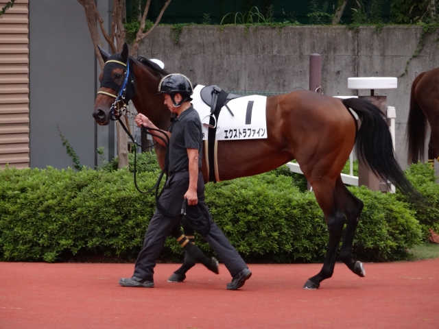 500万下パドック エクストラファイン