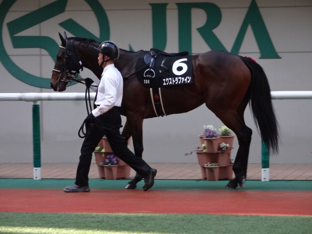 土湯温泉特別　パドック エクストラファイン