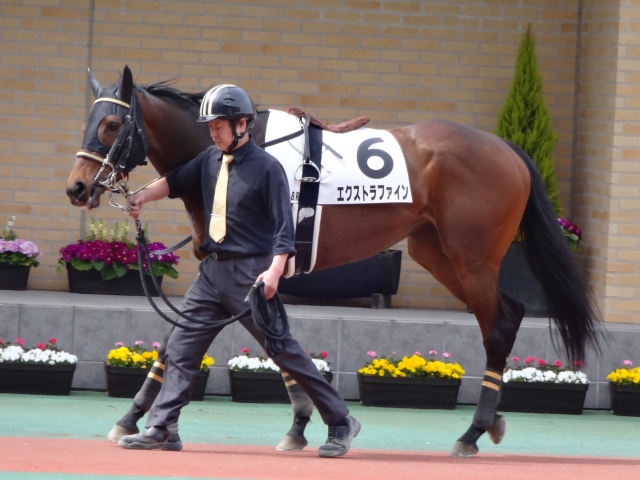 500万下 パドック エクストラファイン