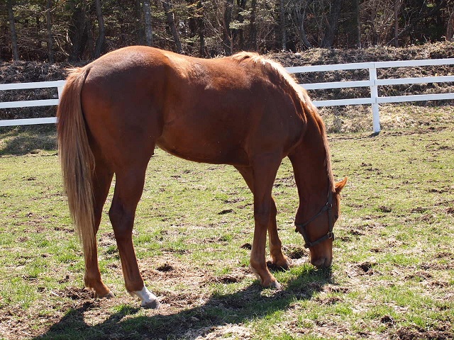コスモヴューファーム ウインミラージュ