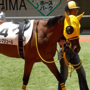 新馬戦パドック