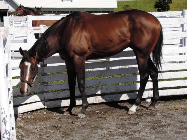 CVF08 ウインブルーローズ